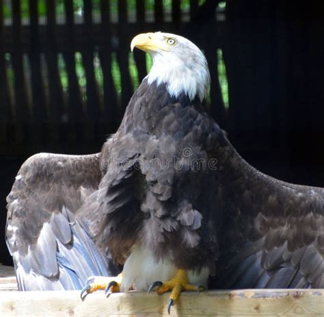 The Bald Eagle is a Bird of Prey Stock Image - Image of detail, america ...