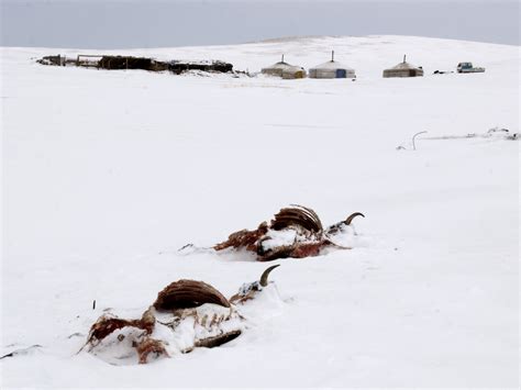 Early Support For Mongolian Herders As ‘extreme Winter Looms Weather