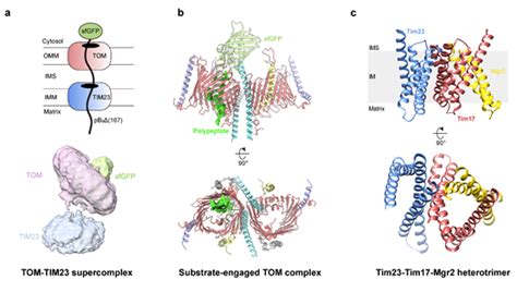 北京大学李龙nat Struct Mol Biol：揭示蛋白质通过tom Tim23超级复合物进入线粒体的分子机制 Medscicn