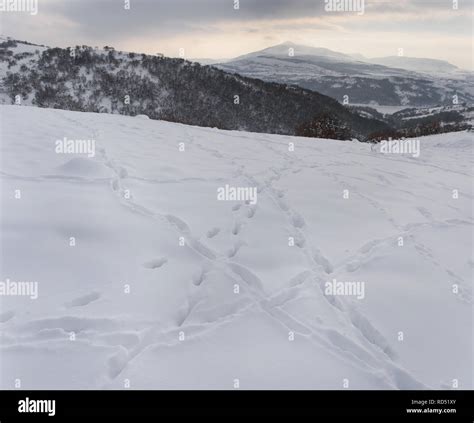 Roads in the snow Stock Photo - Alamy