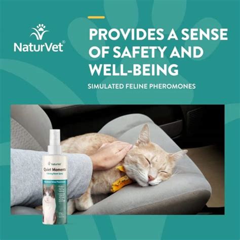 17 Calming Aids for Cats (Vet & Pet Approved) - MaineCoon.org