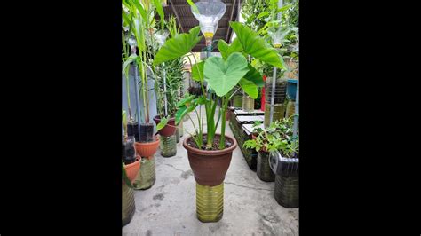 Transplanting And Grow Taro From Self Watering Pot Bivo To Bix Day 272