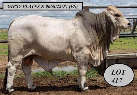 Gipsy Plains Big Country Sale 2024 Jim Pola Digital Marketing