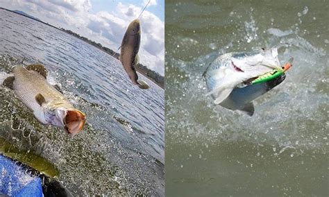 Soal Jawab Mancing Perambut Terbaik Untuk Mancing Di Muara Umpan