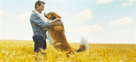 'A Dog's Journey' Review: It Sure Is Ruff To Sit Through This Tearjerker