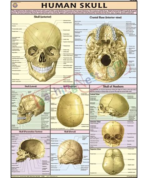 Human Skull Chart - Synthetic, Wall Sticking - TeachingNest