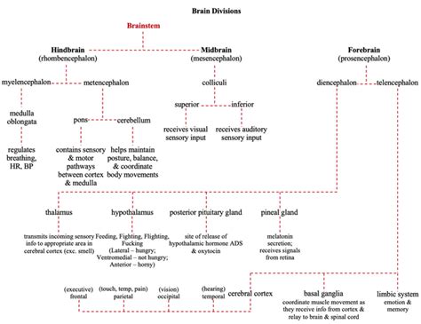 Brain Divisions Flowchart Rmcat