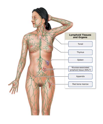 Figure Lymphatic Organs And Diagram Quizlet Off