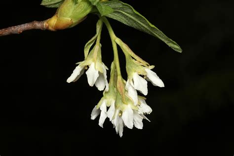 Oemleria Cerasiformis Indian Plum Oso Berry Wa Usa Flickr