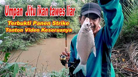 Mancing Ikan Tawes Panen Strike Umpan Ikan Tawes Anti Boncos Youtube