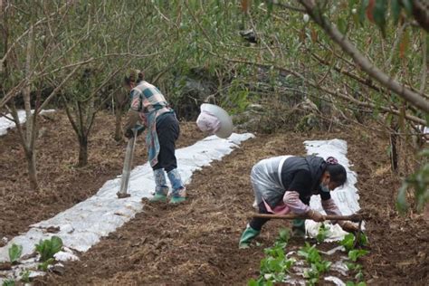 织金县大平乡：秋冬种植正当时，油菜苗移栽忙腾讯新闻