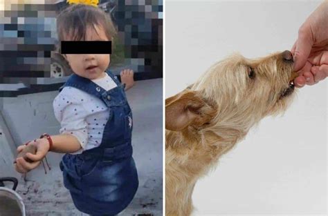 Niña Muere Por Comer Galleta Envenenada Era Para Su Perro