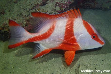 Lutjanus Sebae Red Emperor Reeflifesurvey