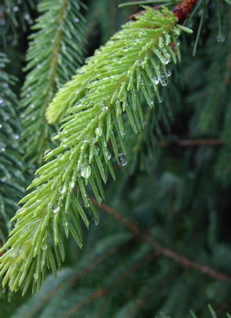 Kostenlose Foto Baum Wasser Natur Ast Tau Regen Blatt Blume