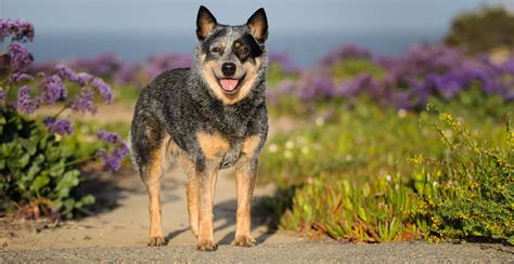 australian cattle dog guide size breed characteristics