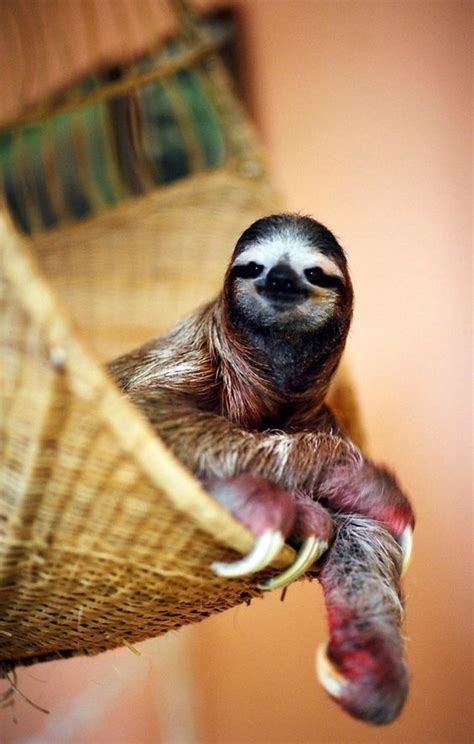 Just 15 Funny Photos Of Sloths Doing Absolutely Nothing Sloth Cute