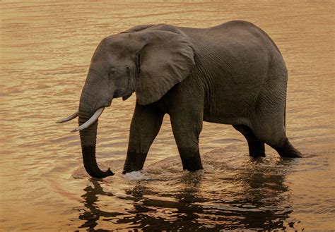 Elephant Walking on Water · Free Stock Photo