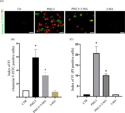 The Autophagy Inhibitor 3 Ma Reduces Pm25 Induced Apoptosis And Death