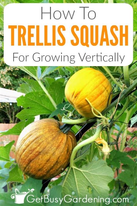 How To Trellis Squash For Growing Vertically Get Busy Gardening