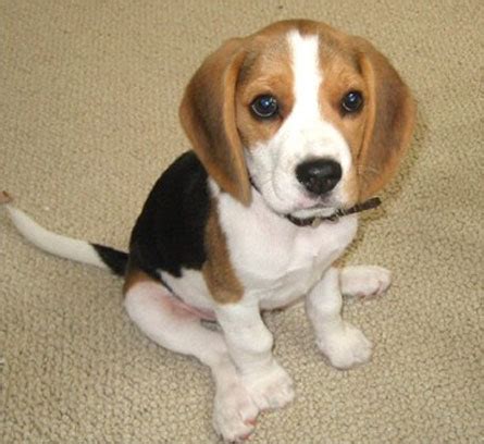 Beagle Puppy Pictures and Information | Puppy Pictures and Information