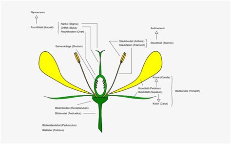 Flower Anatomy Diagram | Best Flower Site