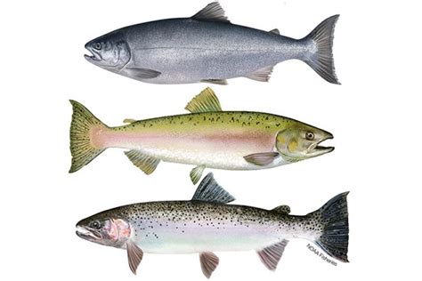 Pacific Salmon And Steelhead Noaa Fisheries