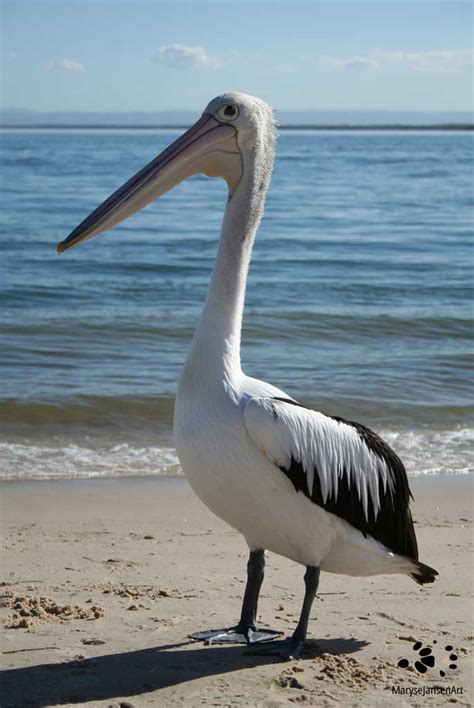 Australian Pelican – an Impressive Giant - MaryseJansenArt