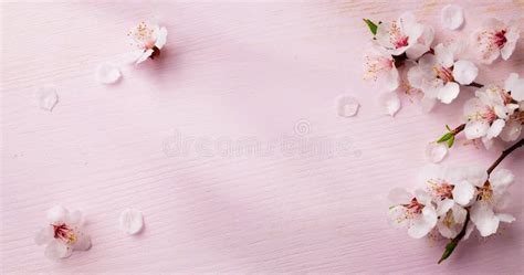 Art Spring Flowers Background Stock Photo - Image of colour, nature ...