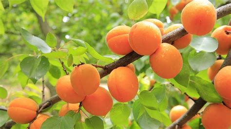 4 Apricot Varieties (Commercially Available Varieties) - ChowTray