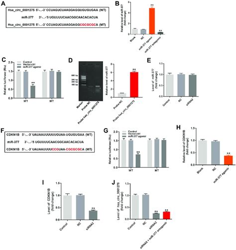 Silencing Of Hsa Circ 0001275 Reversed DEX Induced HFOB1 19 Cell Growth