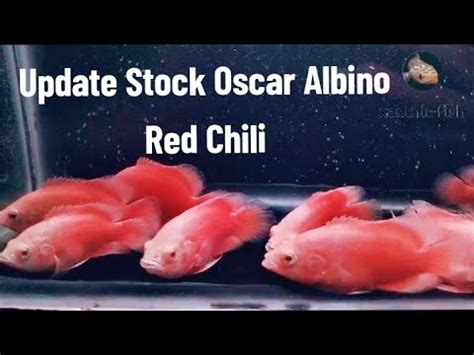 Update Stock Oscar Paris Albino Red Chili Tinggal Lanjut Progress