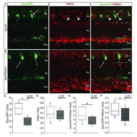 Ccl5 Deficiency Does Not Alter Rgc Density A Representative