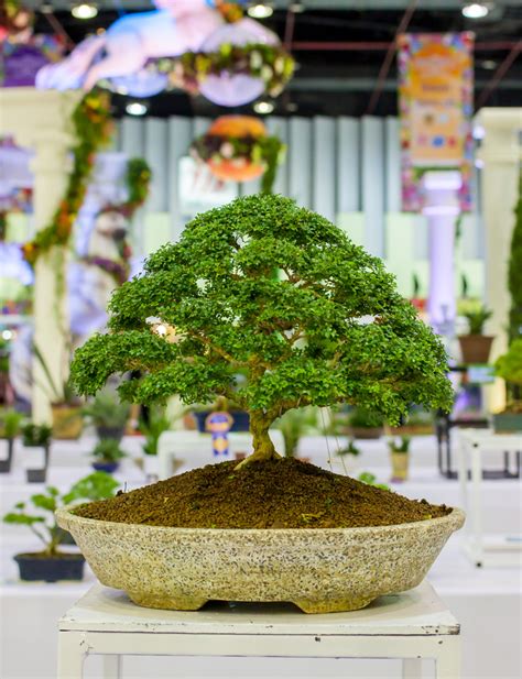 54 Pictures of Bonsai Trees (by Style and Shape)