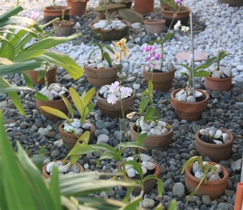 Stone Orchid Garden - Tropical - Landscape - Other | Houzz