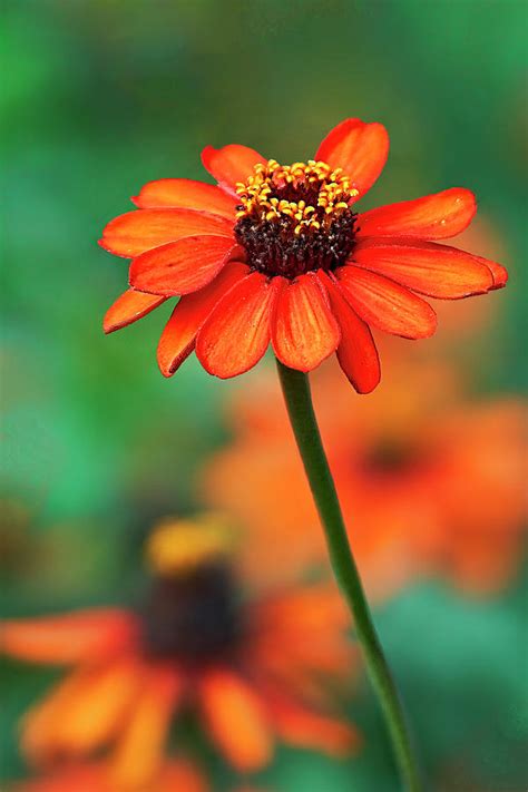 Cosmos Photograph By Marcia Colelli Fine Art America