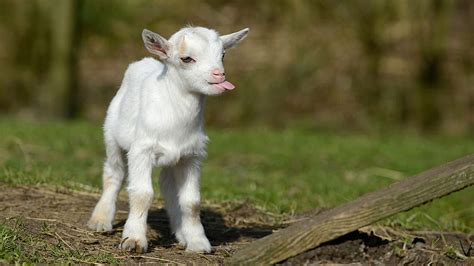 Baby Goat Goatgoatsvertebratemammalferal Goat Cute Goats Hd