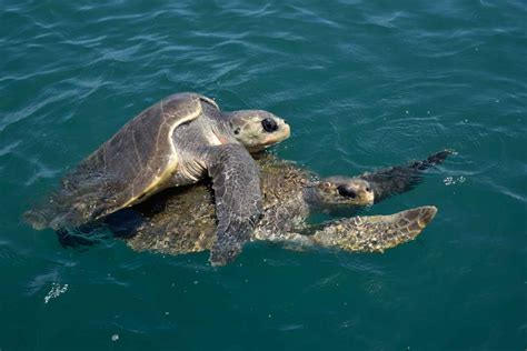 Reproducción de tortugas de agua apareamiento y nacimiento Vida con