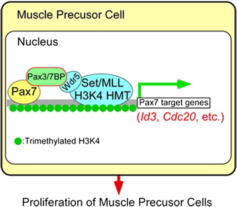 Pax Bp Is A Pax And Pax Binding Protein That Regulates The