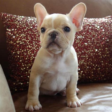 15 Interesting Facts About French Bulldogs | Pet Reader