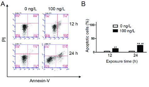 Apoptosis Of Hepg Cells After Exposure To Cinobufagin For And