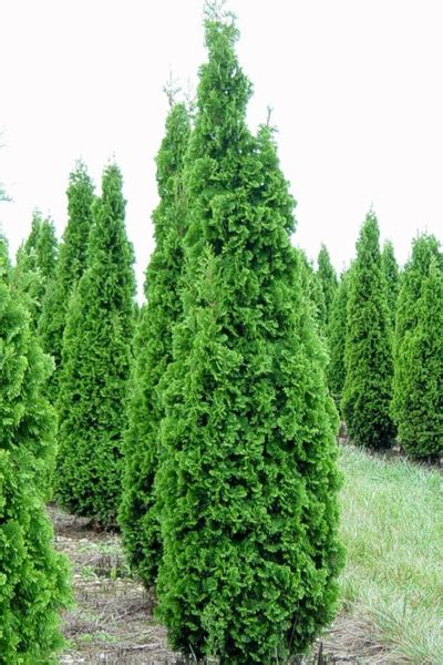 Туя Degroot Spire дегрут спайер, ЗКС купить на OZON по низкой цене ...