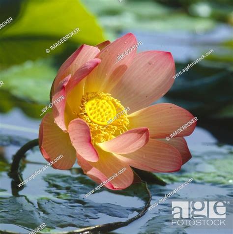 Indian lotus (Nelumbo nucifera), Indian lotus, lotus, Stock Photo ...