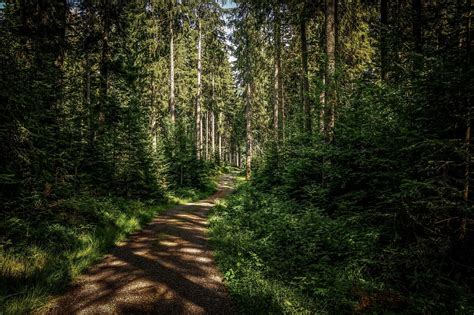 Bosque Camino Forestal Árboles Foto Gratis En Pixabay Pixabay