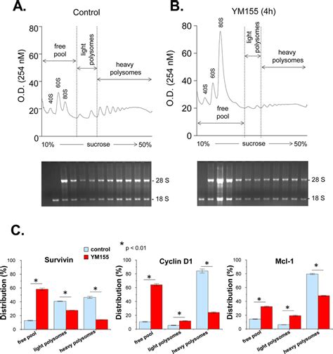 Polysome Profile Analysis Of Cells Treated With Ym A B Pc Cells