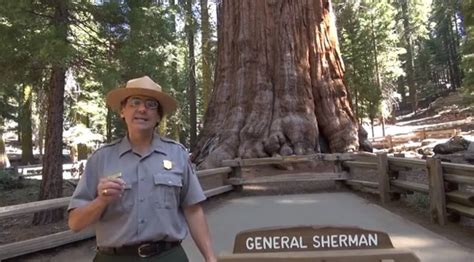 Meet The Biggest Tree On Earth How It Works