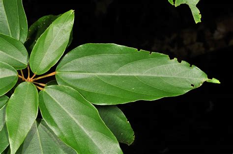 Mallotus Philippensis Euphorbiaceae Image At Phytoimages Siu Edu