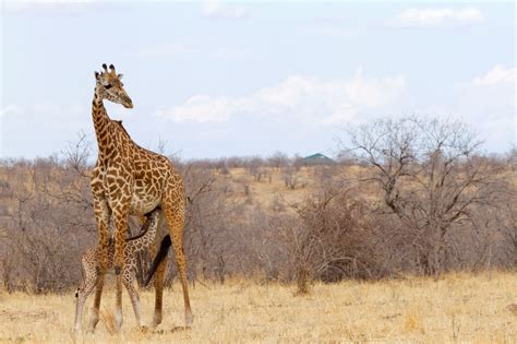 April the Giraffe Gives Birth–6 Facts You May Not Know About Giraffes