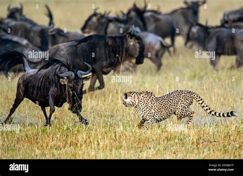 Cheetah Acinonyx Jubatus Chasing Wildebeests Tanzania Stock Photo