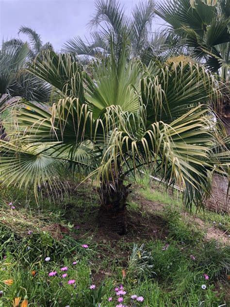 Planting My Livistonia Jenkinsiana Discussing Palm Trees Worldwide