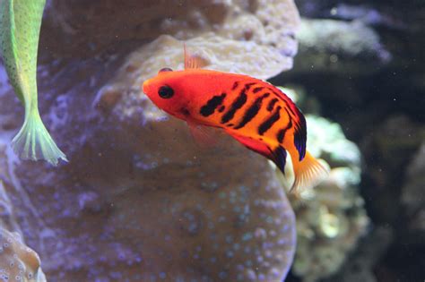 Flame Angelfish – Wonderful World of Fish